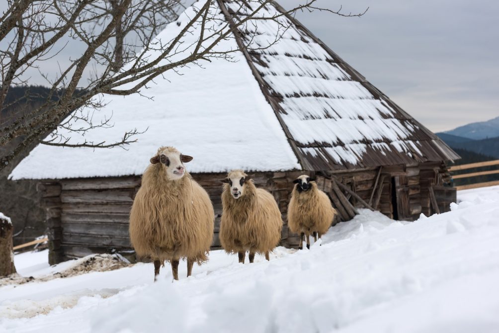 Sheep in winter time